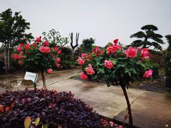 -菊园百果园