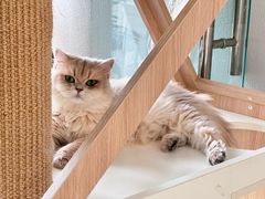 -琪喵猫屋·撸猫猫咖·猫舍