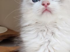 -东方名猫馆·英短金渐层布偶猫舍(环线广场1号楼店)