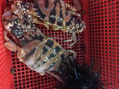 -幸福姐海鲜大排档