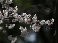-高东镇樱花园