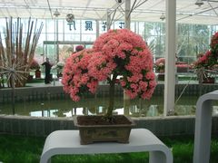 造型盆景-上海鲜花港