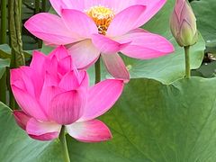 -莲花池公园