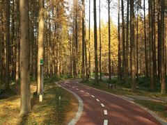 -黄海国家森林公园