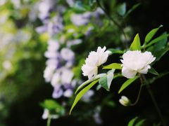-东平国家森林公园