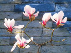 -东华门大街小区