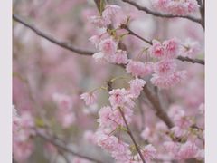 -天适樱花悠乐园