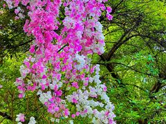 -深圳国际园林花卉博览园