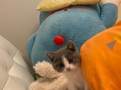 -欣宠猫屋·矮脚拿破仑·蓝金金渐层