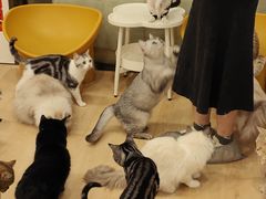 -有喵·猫咖·狗咖·30几只猫10只小狗(岗厦店)