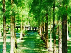 -池杉湖湿地公园
