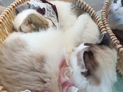 -怪兽屋·羊驼·猫咖·狗咖(俊华广场店)