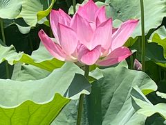-莲花池公园
