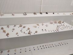 -青岛贝壳博物馆