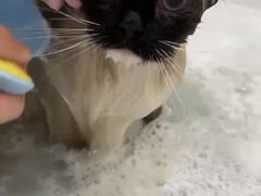 -momokira米努特·德文卷毛猫·棉花面纱犬