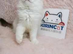 -十年猫舍·猫咪专门店(普陀店)