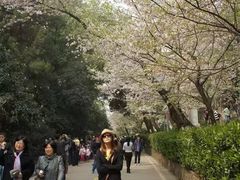 -武汉大学-樱园