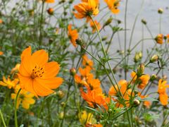 -桤木河湿地公园