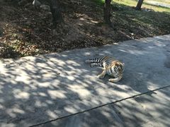 老虎-西安秦岭野生动物园