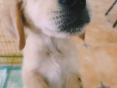 -Let's go狗咖·猫咖·奶狗·桌游(春熙路IFS店)