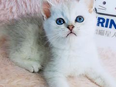 -十年猫舍·猫咪专门店(普陀店)