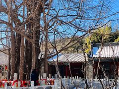 -潭柘寺景区