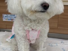 -爱侣宠医·鹦鹉专科·小型哺乳类·异宠专科(灵石路店)