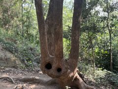 -上海佘山国家森林公园天马山园