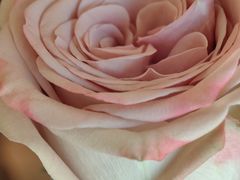 -Angelina安吉丽娜(恒隆广场店)
