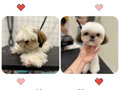 -BABIT巴比特宠物(MOMOPARK店)