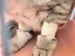 -伟伟宠物医院·CT影像中心·瑞派犬猫综合性门诊(汉口总院)