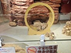 -正佳雨林生态植物园