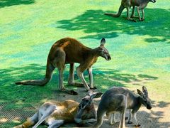 -西霞口神雕山野生动物世界