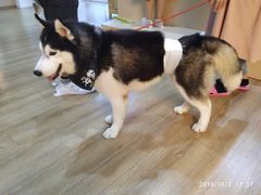 -Husky Go! 哈士奇体验馆·宠物咖啡厅狗咖