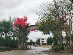 -天适樱花悠乐园