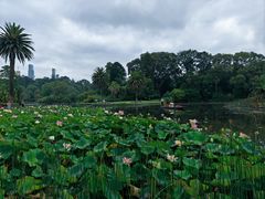 -墨尔本皇家植物园