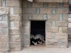 -石家庄市动物园