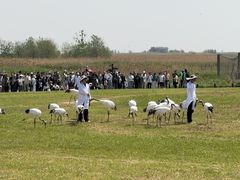 -盐城丹顶鹤湿地生态旅游区