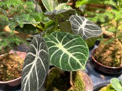 -自由生长植物工作室(深港花卉中心店)
