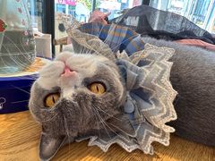 -萌兽医馆·眼科·异宠专科(三里屯店)