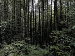 -山王坪喀斯特国家生态公园