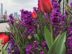 -丹东路渡口(轮渡站)