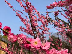 -昆山城市生态森林公园