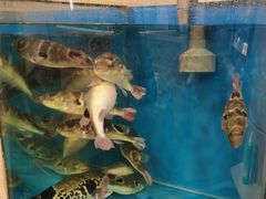 -天正河鲀·河豚亭(大连店)