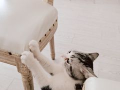 -共舞时光猫咖·狗咖(新街口店)