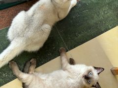 -屋虎猫馆(宝安大仟里店)