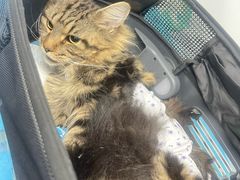 -纳吉亚猫专科动物诊疗中心(蒋宅口分院)
