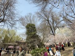 -桃花堤公园