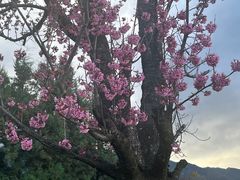 -云禾壹海景庄园餐厅