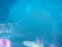 -重庆海昌加勒比海水世界